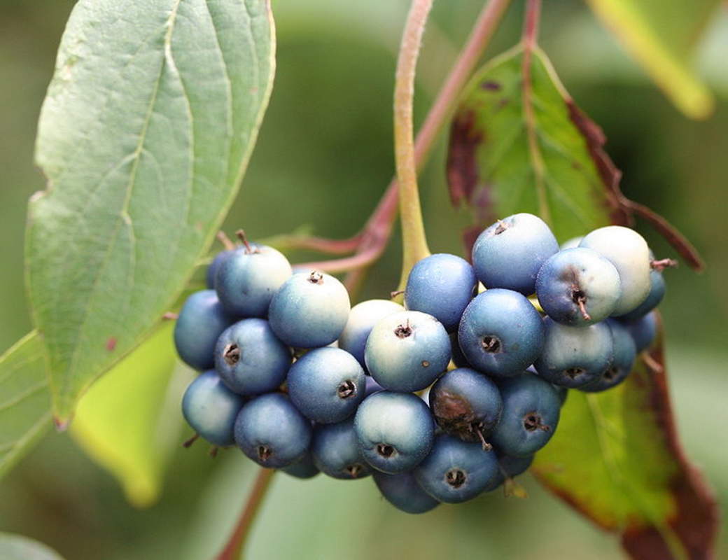 1-1000 PCS Pale Dogwood Tree Seeds Kinikinnik Silky Cornus Amomum Berry 0176