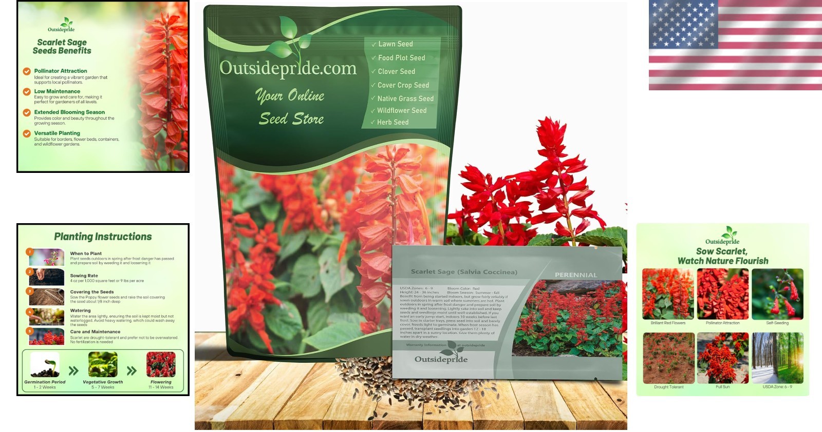 Attractive Scarlet Sage Seeds – 1/4 lb Perennial that Enhances Garden Wildlife