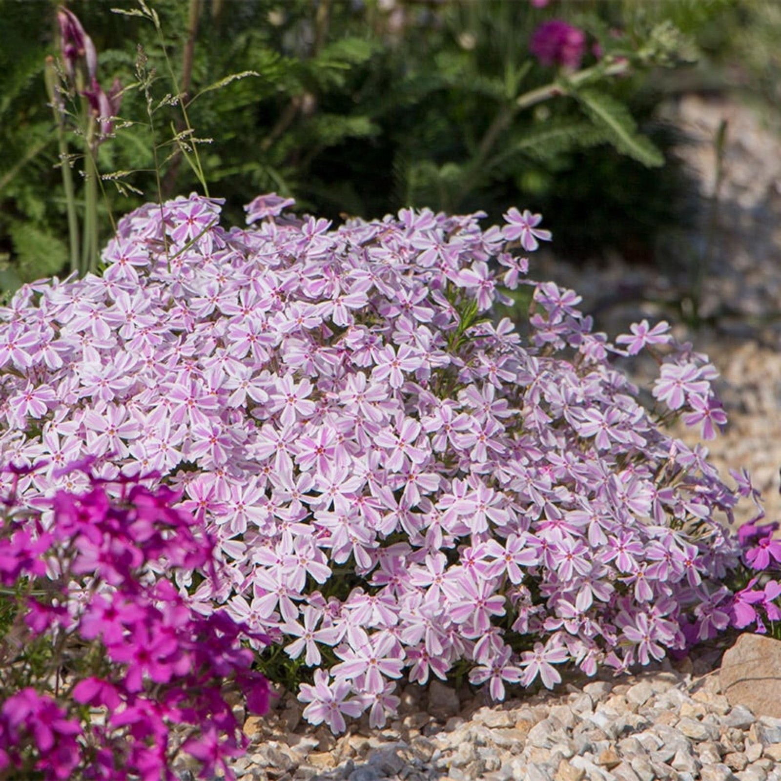 1200+ Creeping Phlox Seeds for Planting – Annual Phlox Seeds Perennial Ground…