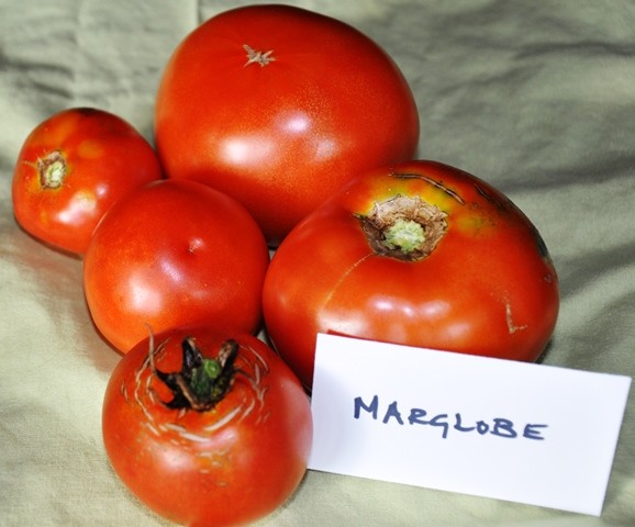 Marglobe tomato seeds non-gmo heirloom open pollinated
