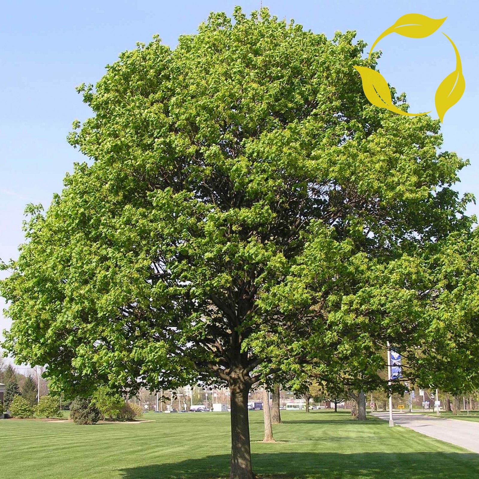 NORWAY MAPLE Acer Platanoides – 10+ SEEDS