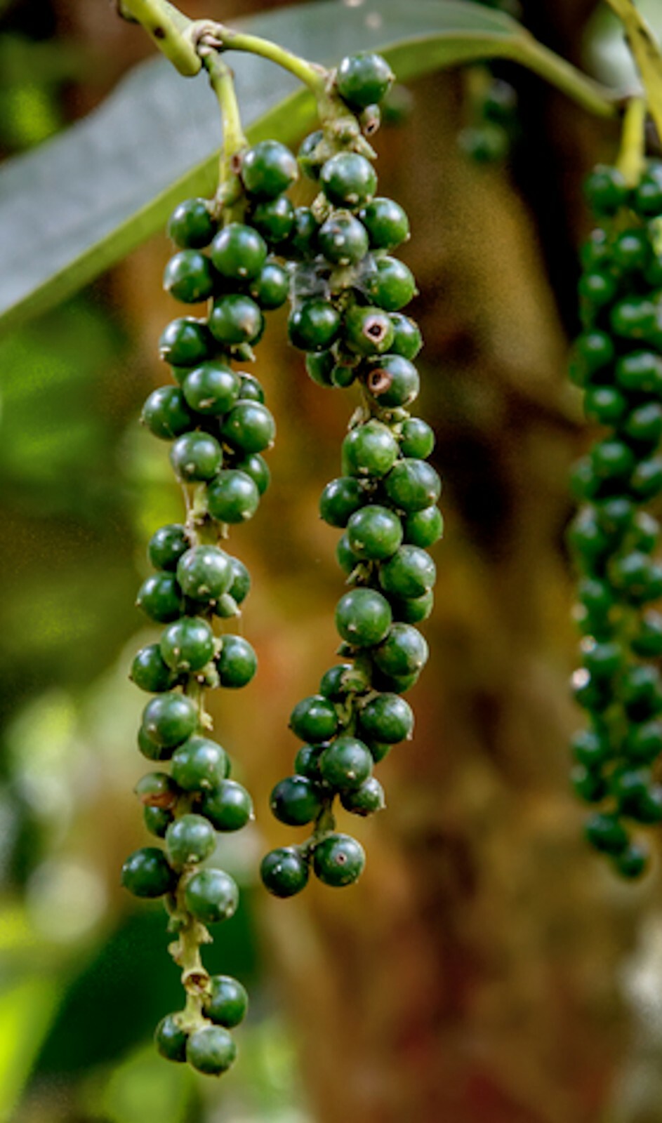 Tropical Seeds – Black Pepepr Spice- Piper Nigrum -20 Seeds – See Listing Below