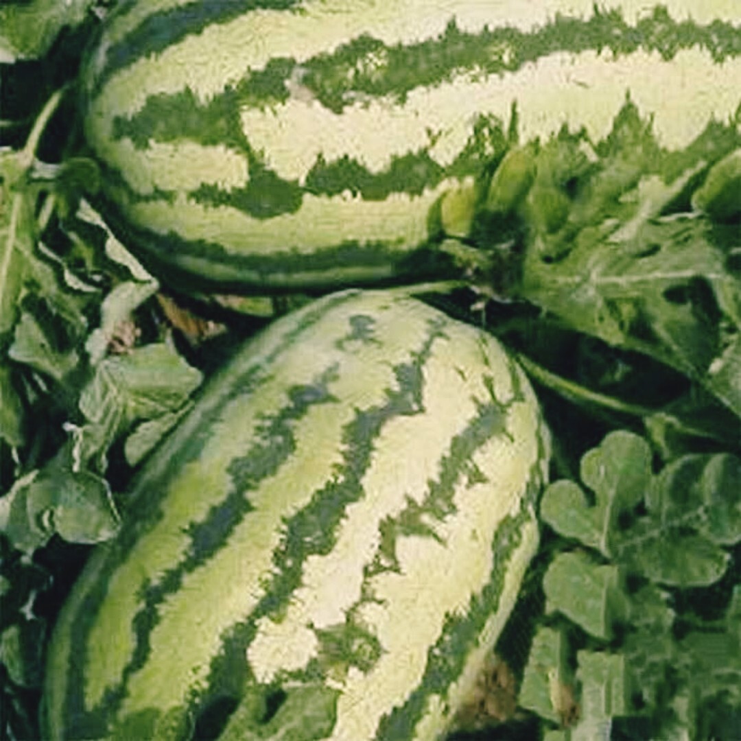 10+ Jubilee Watermelon Seeds | NON-GMO | Heirloom | 25-40 lbs | heat tolerant