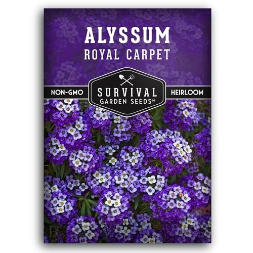 Alyssum Seeds for Planting – Sweet Royal Carpet Purple Alyssum – Fragrant 1