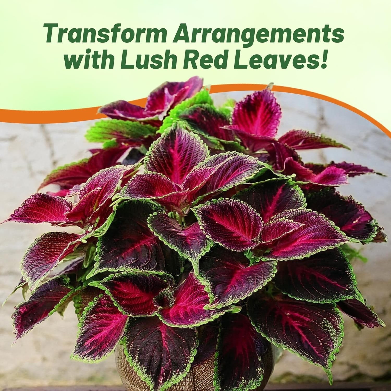 20 Seeds Red Coleus Foliage Plant Seed – Coleus Red Kong Flower Seed