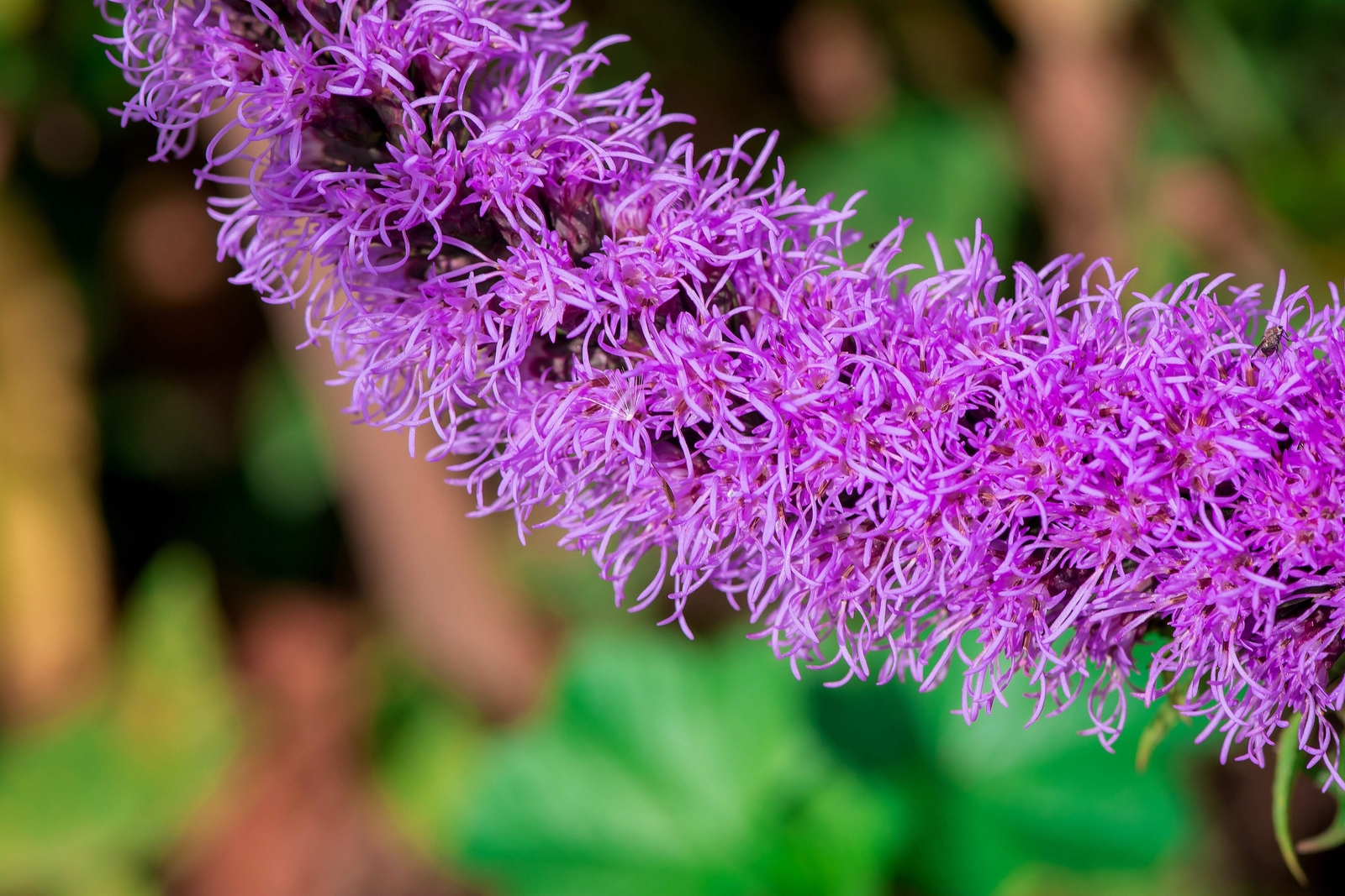 500 PURPLE BLAZING STAR GAYFEATHER LIATRIS Spicata Flower Seeds *Flat S/H
