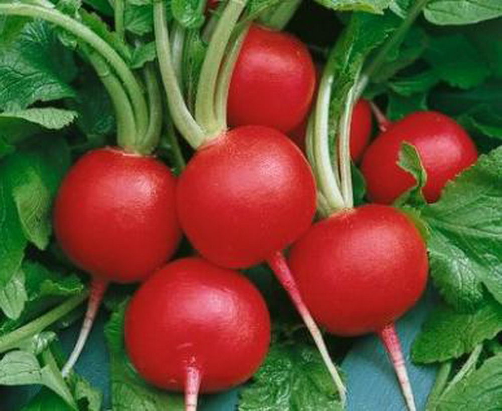 500 Champion Radish Seeds Heirloom