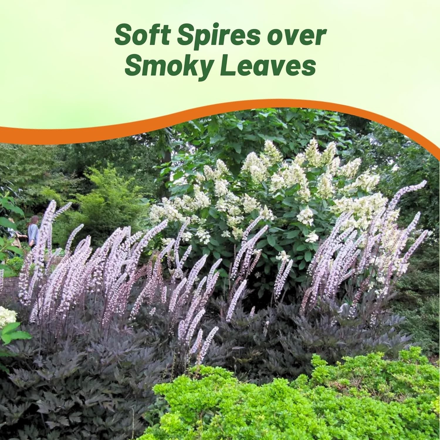 200 Seeds Cimicifuga Black Cohosh Garden Flower Plant Seeds