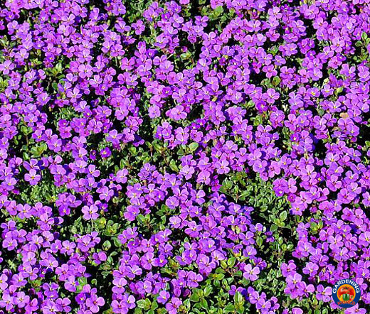 2000 PURPLE ROCKCRESS Aubrieta Deltoidea Flower Seeds Ground Cover