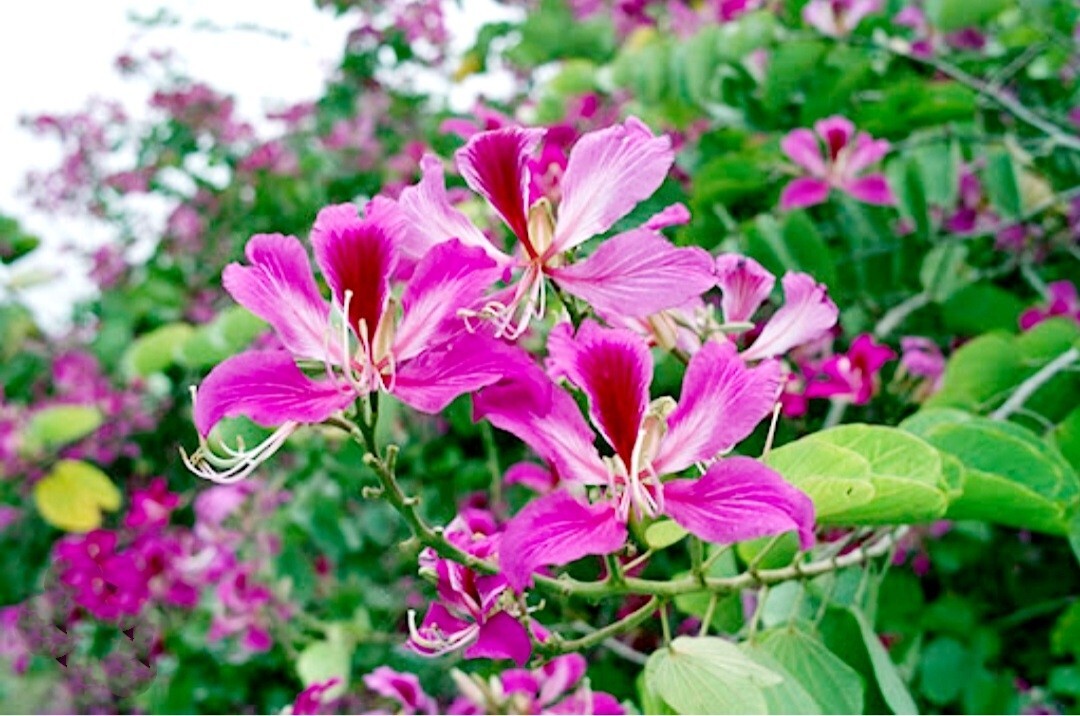 10 Bauhinia Orchid Seeds Butterfly Cercis Fragrant Bonsa Blakeana purpurea Free