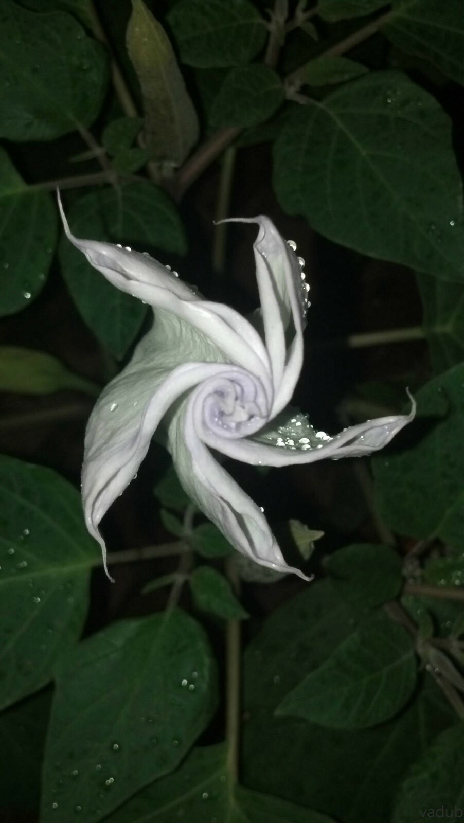 Datura wrightii | 10_Seeds