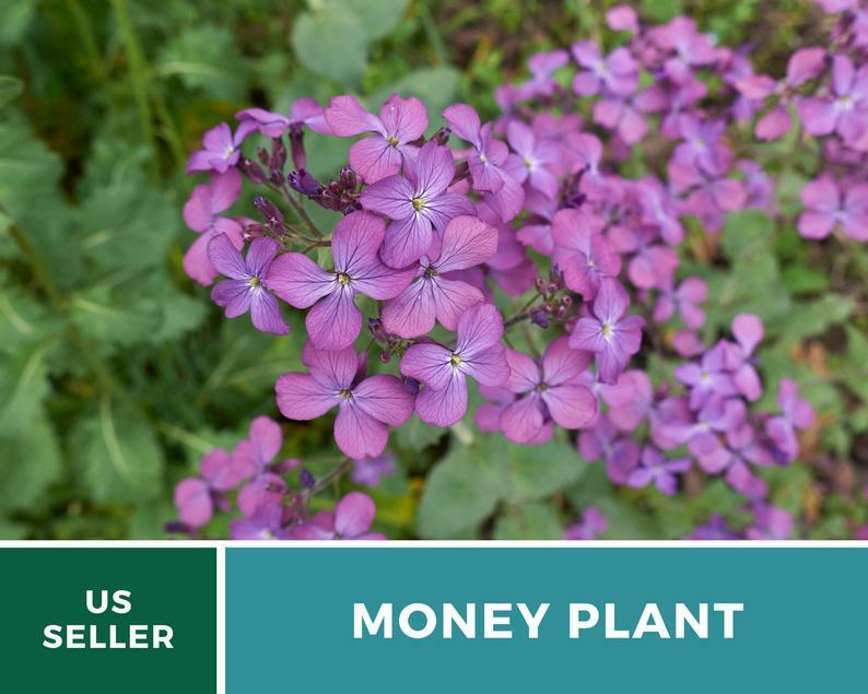 Money Plant – Annual Honesty – 20 Seeds – Natural Air Purifier – Fragrant Flower