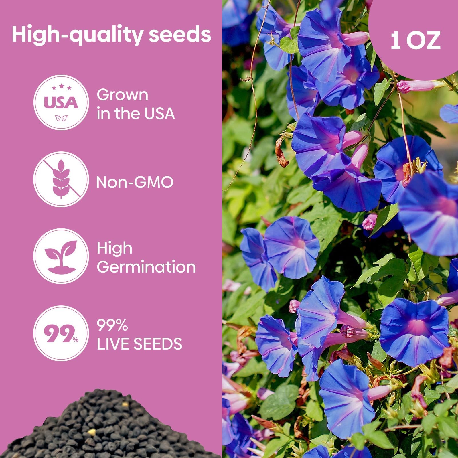 Morning Glory Seeds, Mix Color and Tall, Large Pack 1 Ounce Climbing Vine Flo…