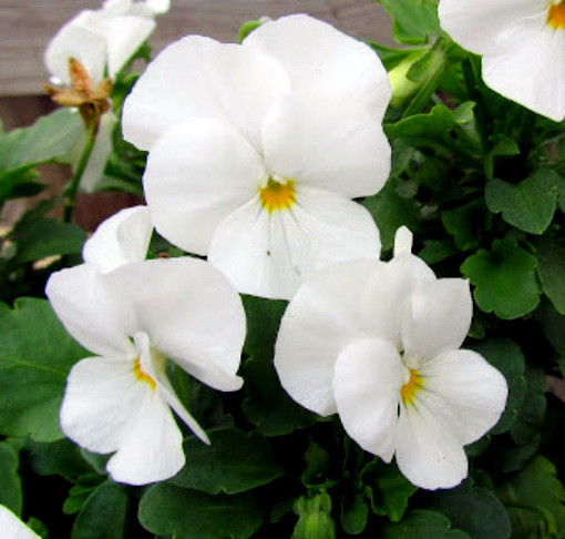 White Pansy Seeds, White Viola Seeds, White Pansies, Non-Gmo Heirloom Seed, 50ct