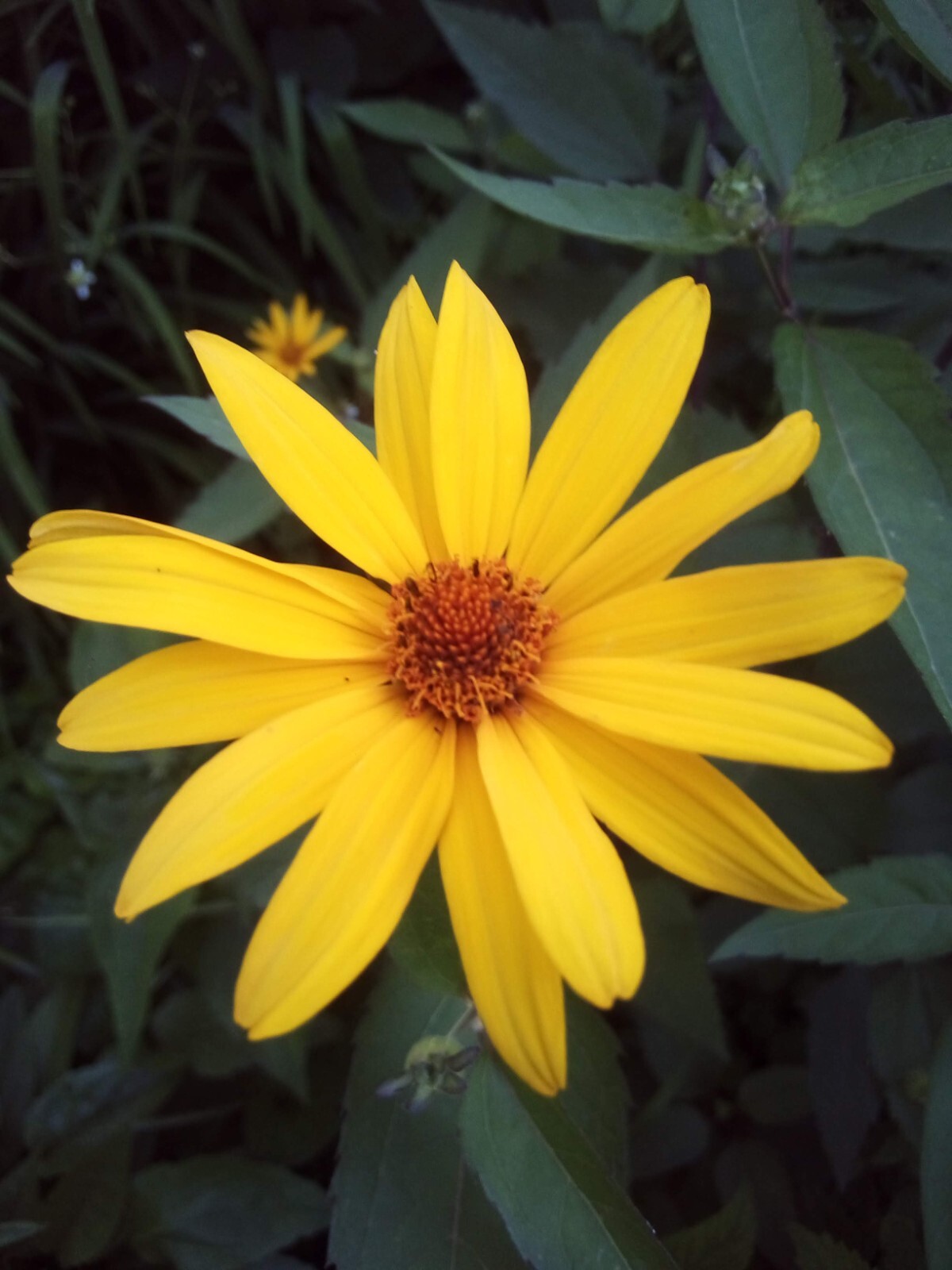 100 SEEDS FALSE SUNFLOWER HELIOPSIS