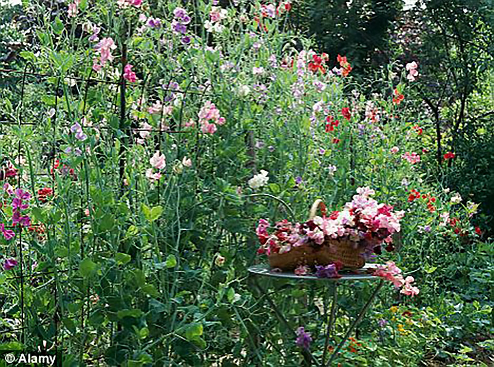 Fragrant Sweet Pea Royal Family Mix, Lathyrus odoratus, Annual Vine Seeds