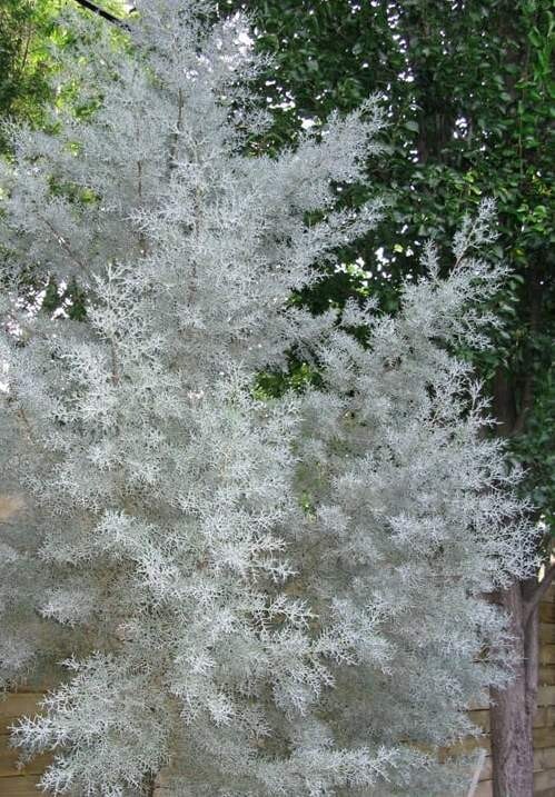 Silver Smoke Arizona Cypress – 1 Gallon Pot size 16-22 inches tall