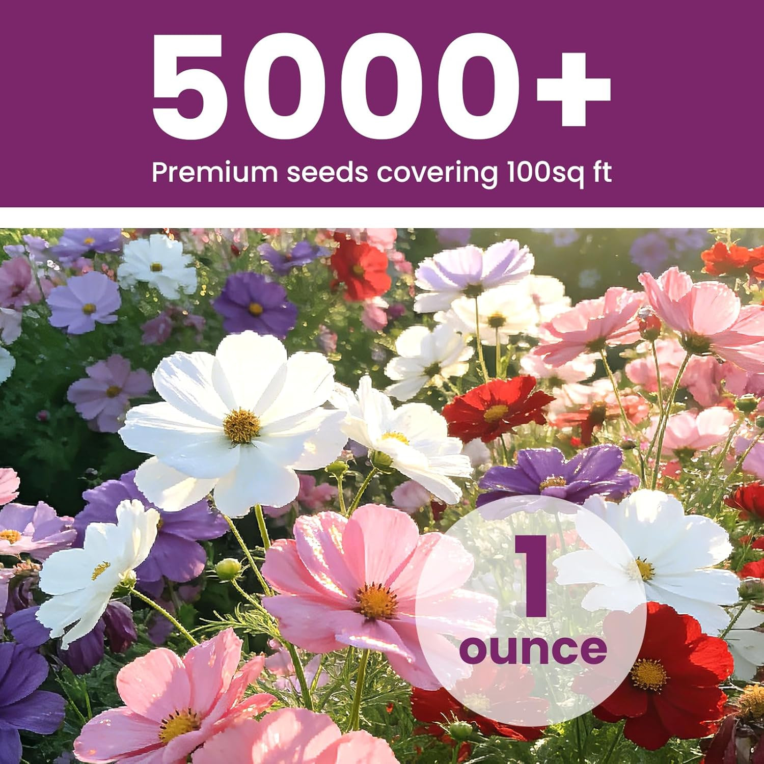 Cosmos Seeds Mix, 1 Ounce Over 5000+ Crazy Blend Cosmo Flowers Seed for Planting