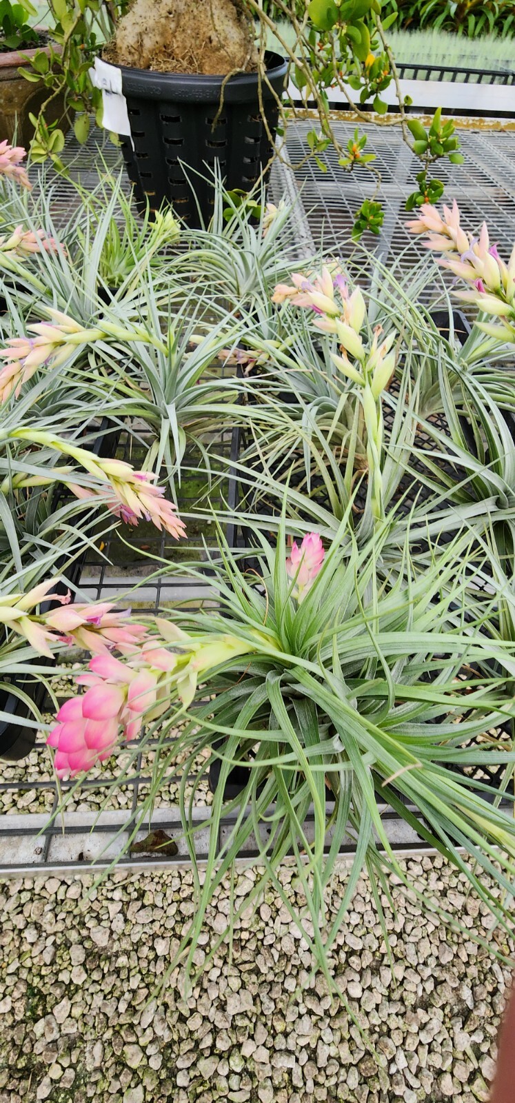 Tilandsia Stricta – live plant