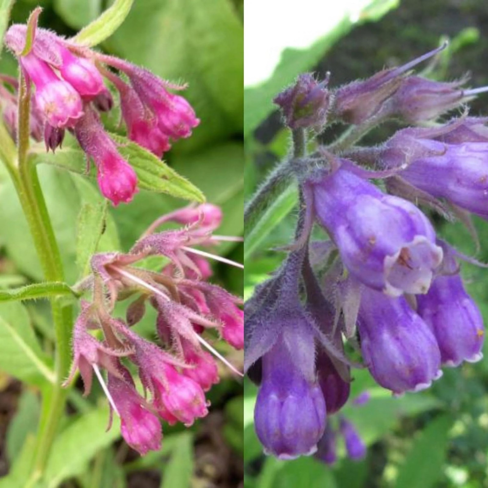 Comfrey Seeds 100 Non-GMO Heirloom 36-60″ Tall – Easy to Grow Perennial Herb
