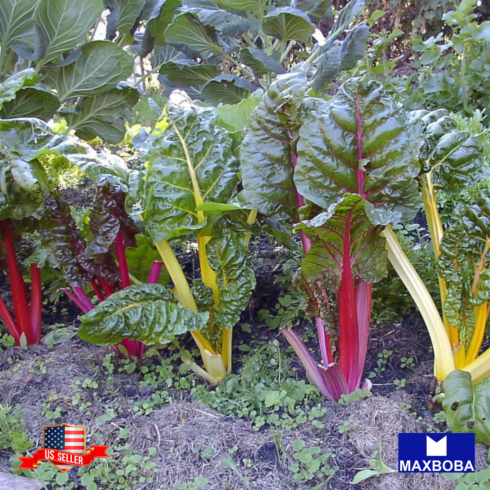 35 Rainbow Mixture Swiss Chard Fresh Seeds – Non-GMO Heirloom Vegetable