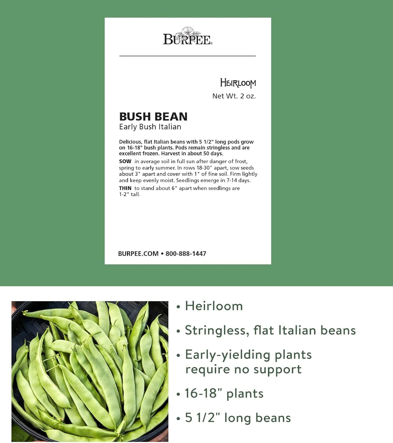 Early Italian Bush Bean Seeds 2 Oz – Perfect for Small Spaces & Containers