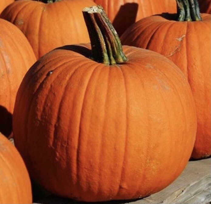 Connecticut Field Pumpkin Seeds Heirloom Pumpkin Non-Gmo 10 Seeds USA Seller