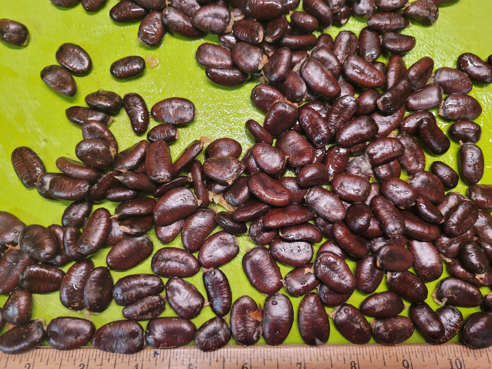 Paw Paw Seeds Asimina Triloba Organically Grown from Sept 2023 pawpaw tree seeds