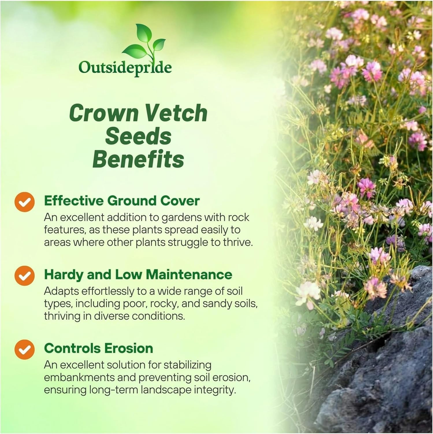 Perennial Crown Vetch Seeds – 1 lb. Fast-Growing, GMO-Free Flower for Gardens