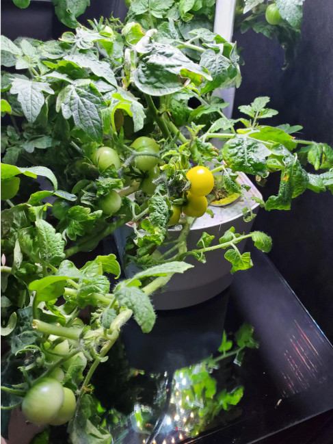 RARE✿ New! Yellow Mini Cherry Tomato 10 Seeds ●Extra Dwarf