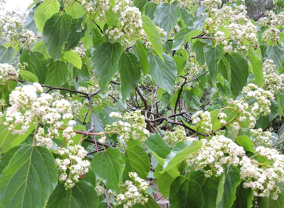 Japanese Raisin Tree (H. Dulcis) Tasty fruit, Apiarists, Honey, Rare [50+ SEEDS]