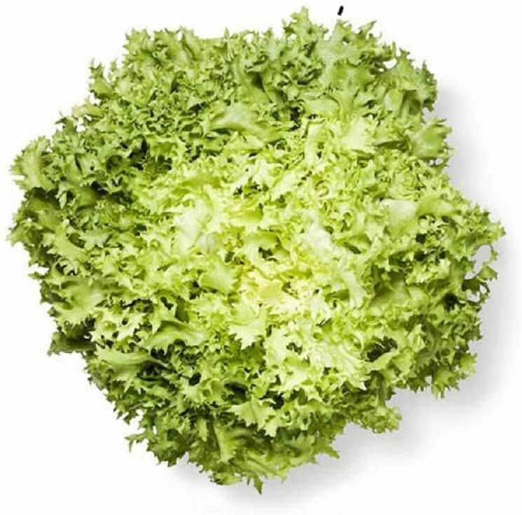 Lettuce Seeds, Endive, Broadleaf Batavian Lettuce Seeds,”COOL BEANS N SPROUTS”