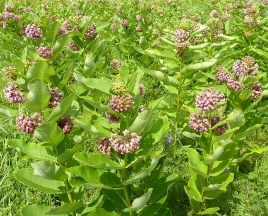 Milkweed Seed Mix 4 species Asclepias common orange swamp tropical