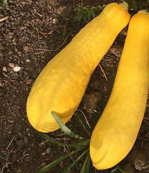 Yellow Straightneck Squash Seed, Heirloom, NON-GMO / Heirloom