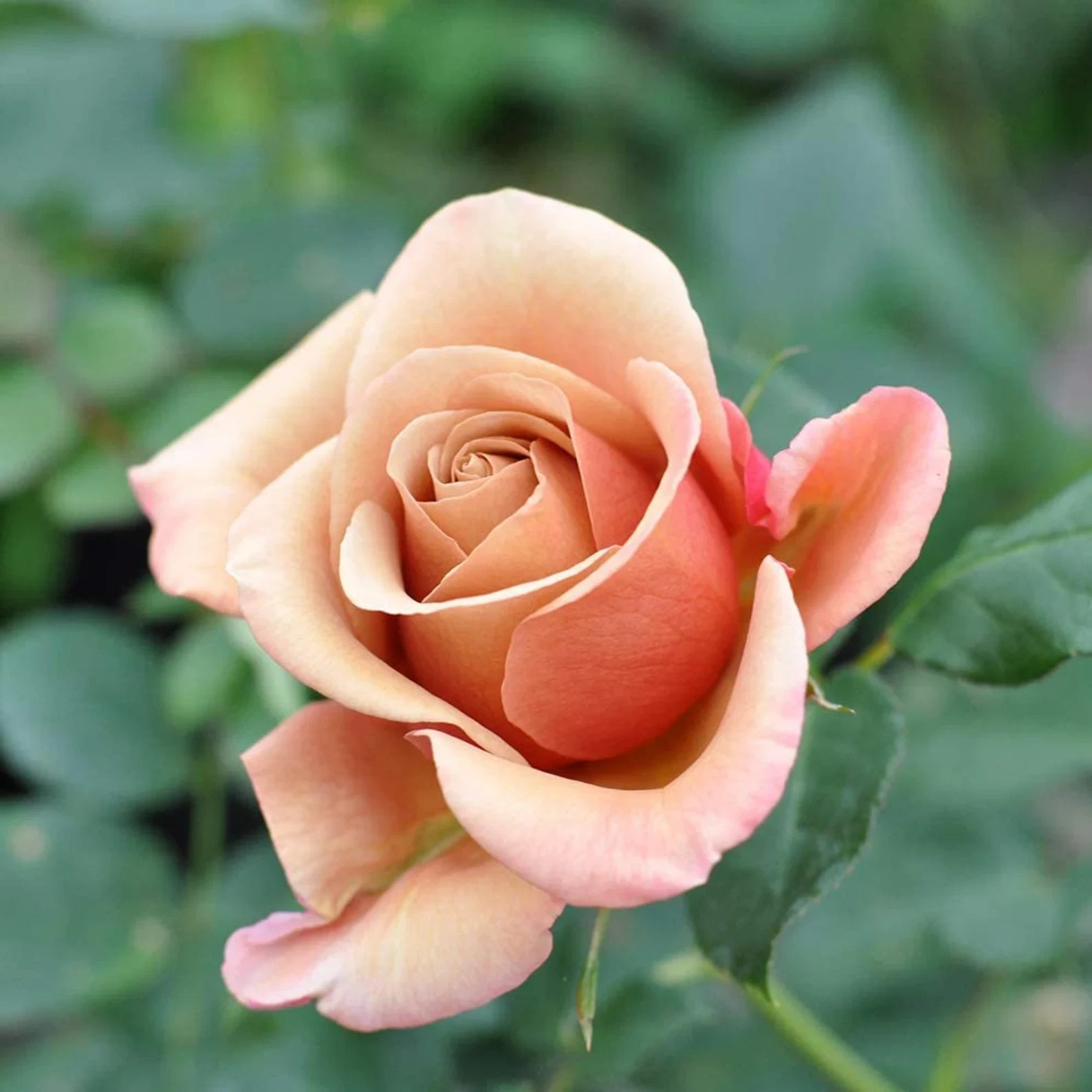 Koko Loco Rose Seeds- 50 or 100 Seeds.USA Seller- Free Shipping
