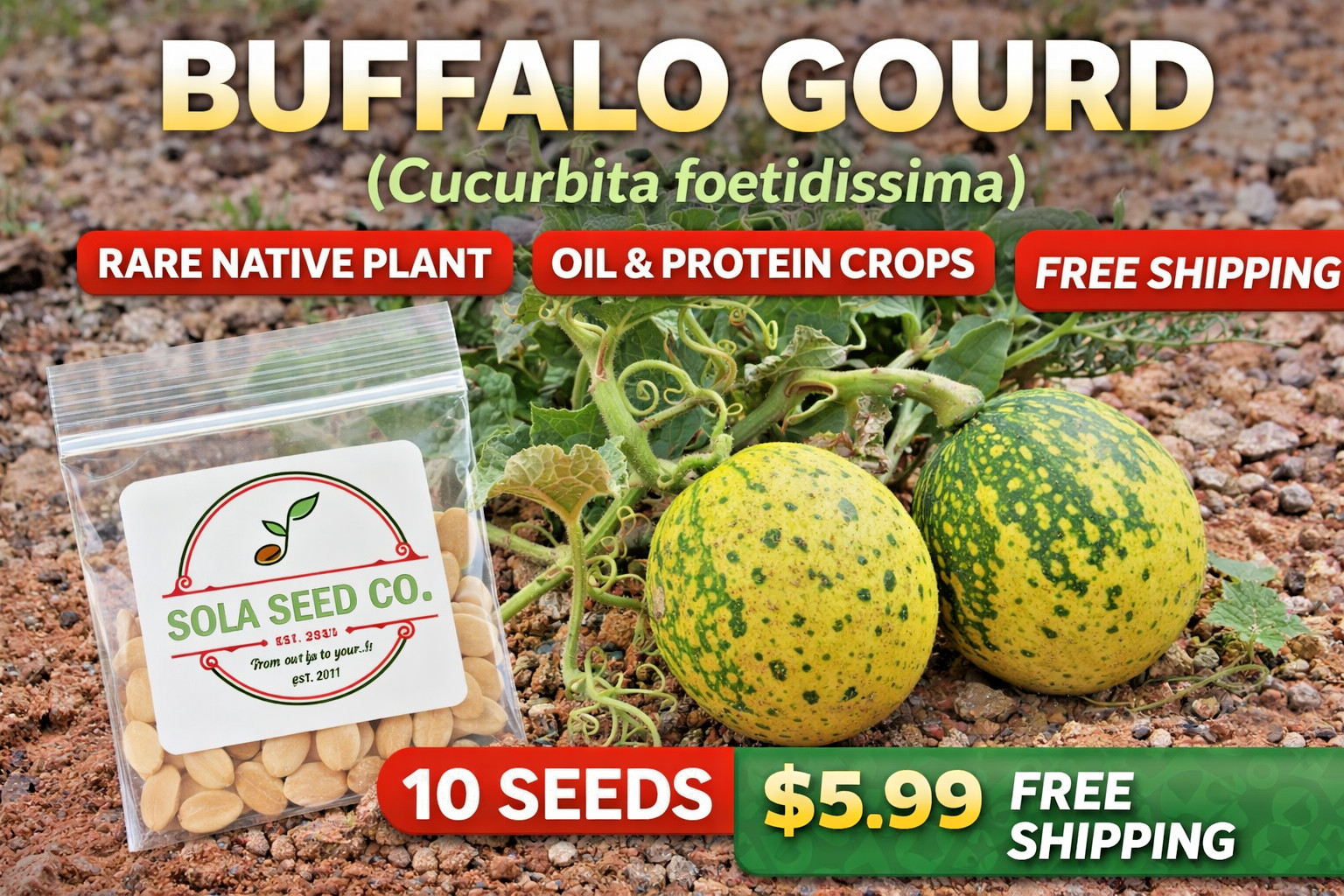 Buffalo Gourd Seeds 10ct Cucurbita foetidissima Rare Native Oil Plant Non-GMO