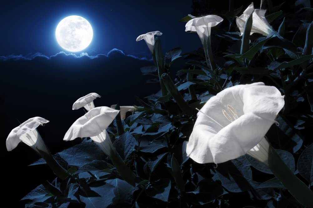 Midnight White Flower Seeds for Planting (25 Seeds) – Blooms at Night, Reflects