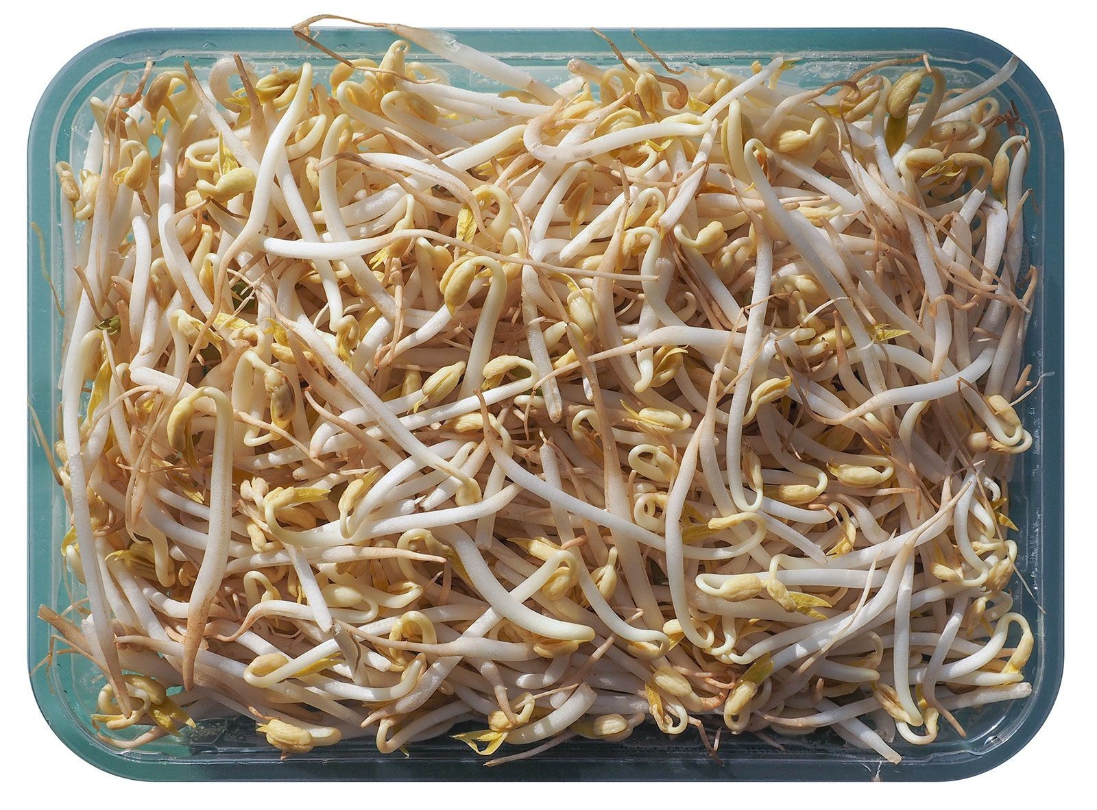 Brown Mung Bean Seeds (1 lb) / Bush Bean / Bean Sprouts / Sprouting seeds