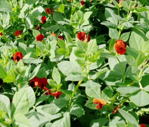 ASPARAGUS PEA Lotus Tetragonolobus – 100 Bulk Seeds