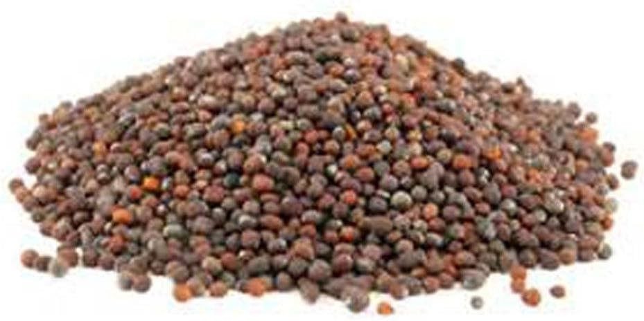 4oz Non-GMO Broccoli Seeds – Perfect for Healthy Indoor Sprouts & Microgreens