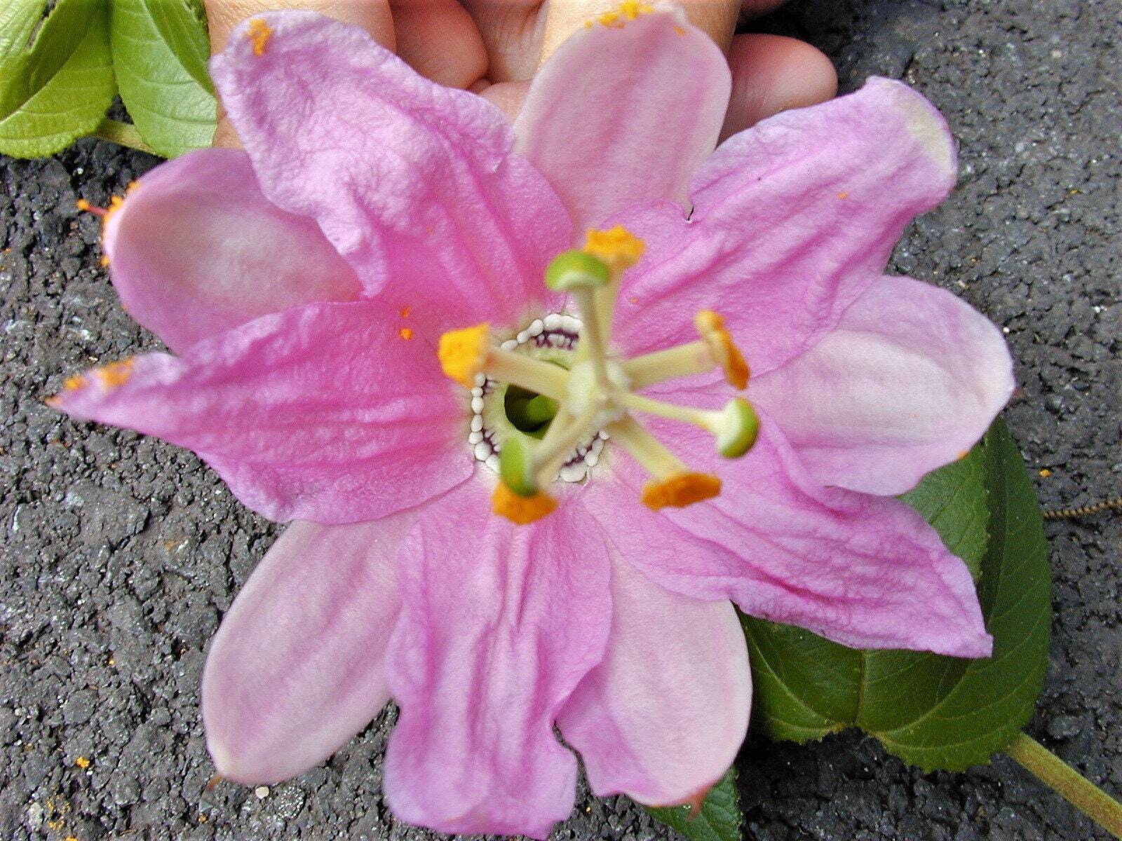10 BANANA PASSION FRUIT Pink Flower Passiflora Mollissima Yellow Vine Seeds