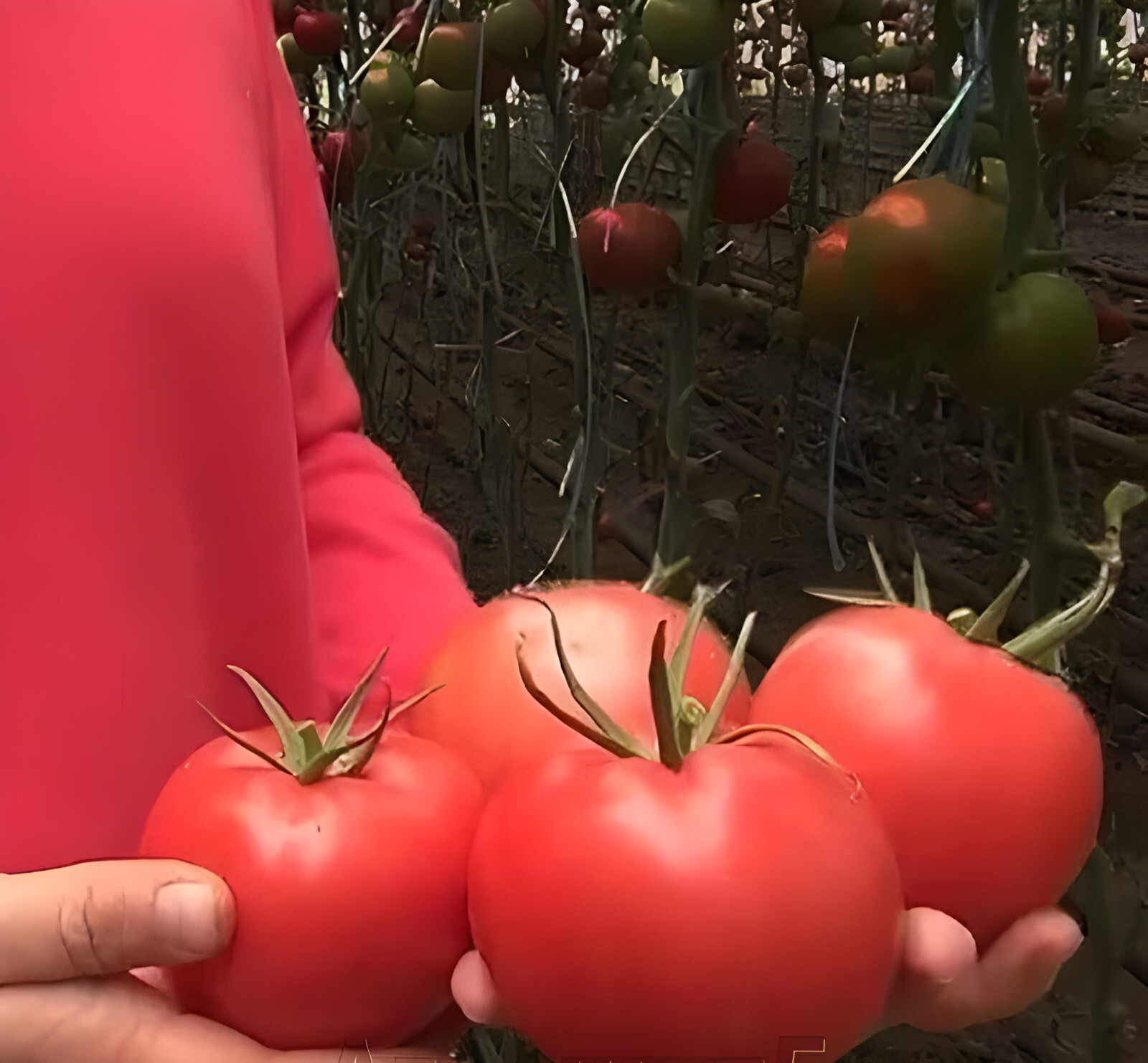75 Heirloom Bonny Best Tomato Seeds – NonGMO Free Shipping! Determinate