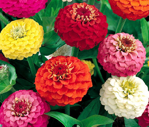 ZINNIA LILLIPUT MIX Zinnia Elegans – 1,000 Bulk Seeds
