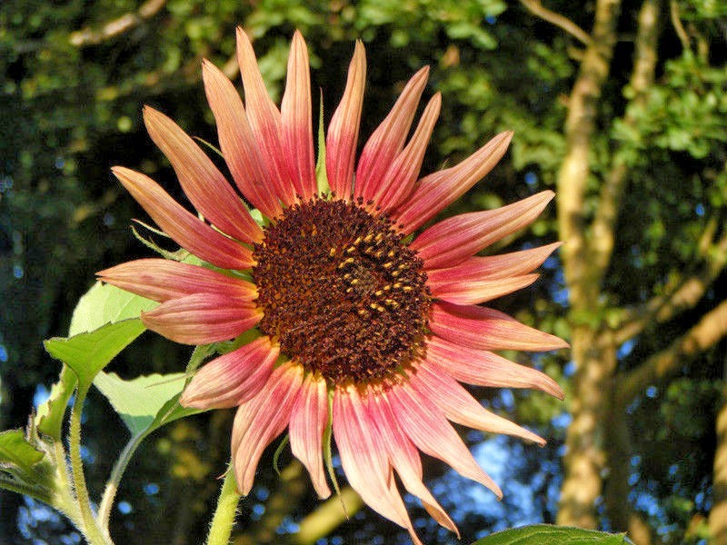 50+INDIAN BLANKET SUNFLOWER Seeds Native Wildflower Pollinators Cut Flowers Easy