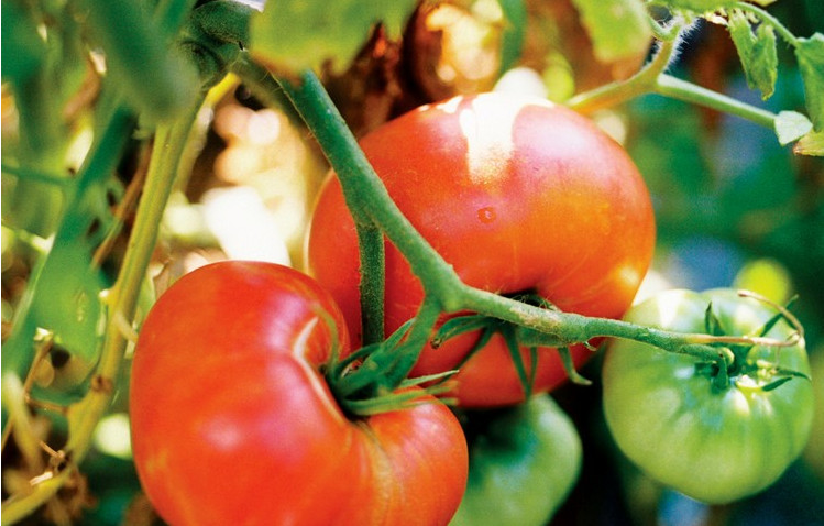30 Count Rutgers Tomato – Non-GMO / Heirloom – Free Shipping