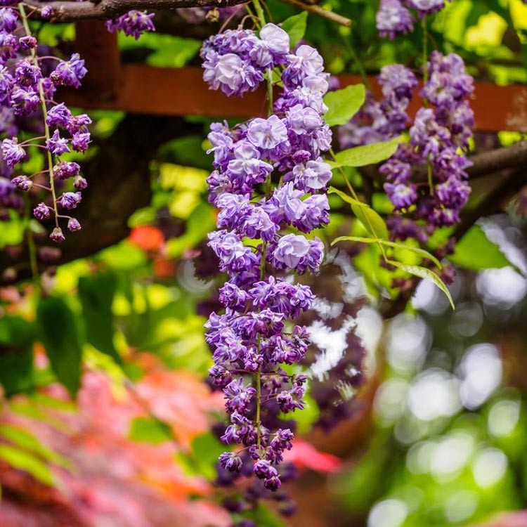 Curated Japanese Wisteria Seeds (5 Pack) – Stunning Purple Flower Vine