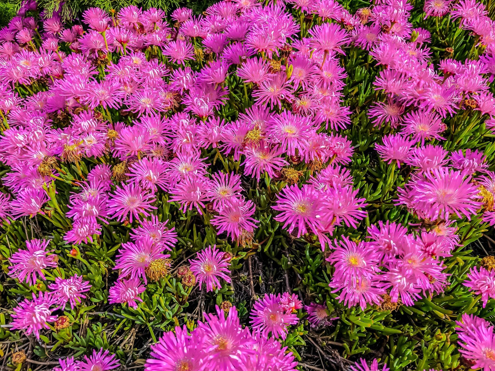 25 TABLE MOUNTAIN ICE PLANT Magenta Fuchsia Delosperma Cooperi Flower Seeds