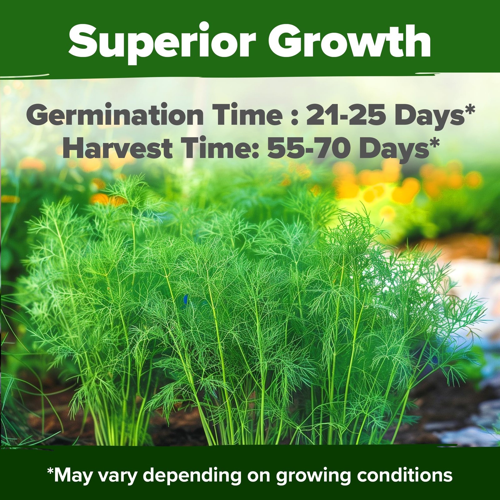 Non GMO Dill Seeds for Planting 1,014 Bouquet Dill Seeds and Heirloom Herb Se…