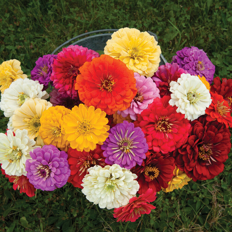 250+ DAHLIA FLOWERED ZINNIA COLORFUL FRESH HARVEST FOR GARDENS