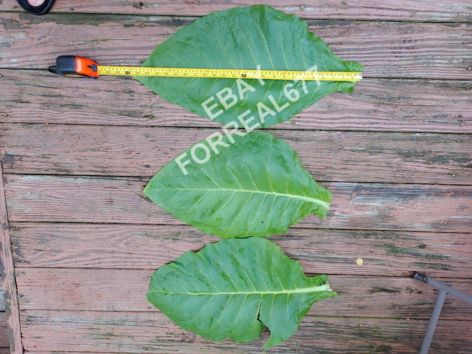 Virginia Bright Tobacco 2000+ seeds Fresh 2023 Crop Grow Instructions Included